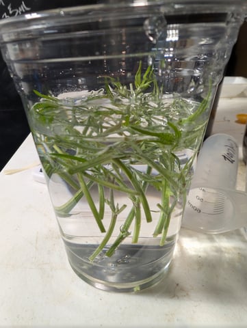 Plant in a test tube — seedling_rooting, day 189