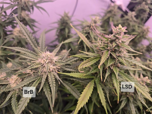 1st Auto Grow (LSD + BrB) - 1st indoor Grow — flower, day 62