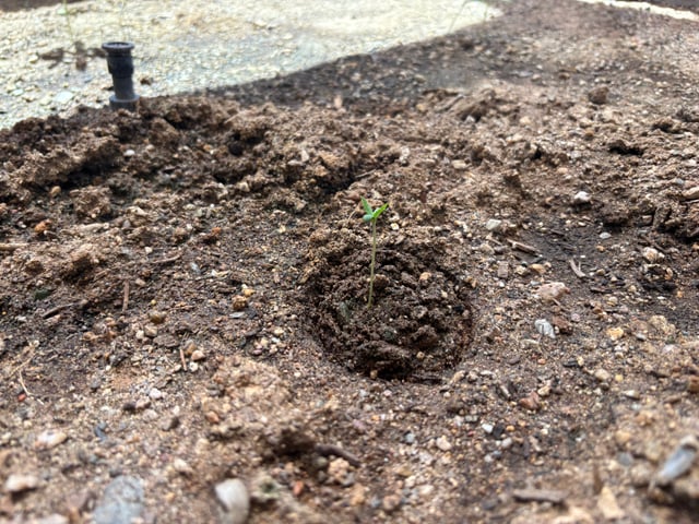 2 Mystery And Special Queen One Auto  — seedling_rooting, day 30
