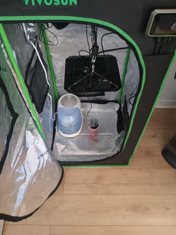 Critical Purple Kush — seedling_rooting, day 4