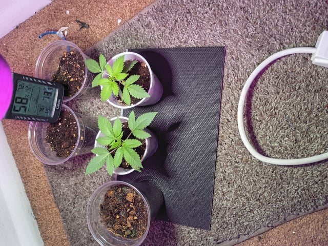 Round Deuce  — vegetative, day 11