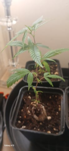 CUTTINGS  — vegetative, day 22