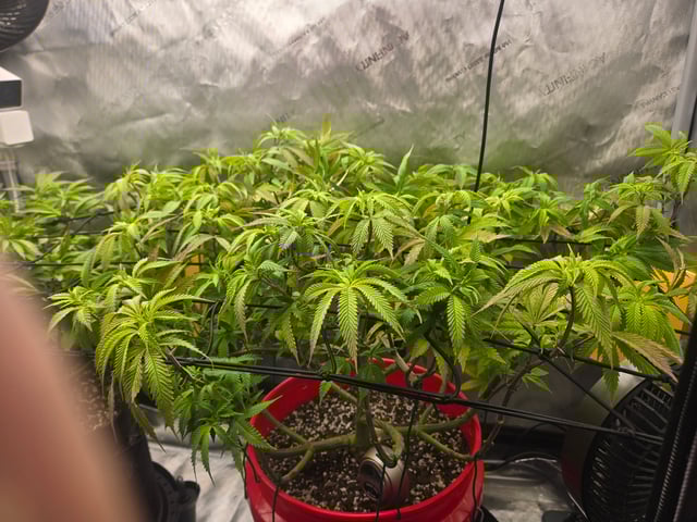 First Grow — vegetative, day 40