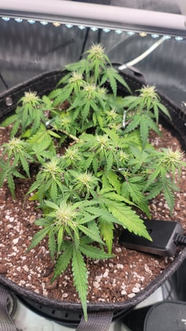 Number Two.  Lola — flower, day 57