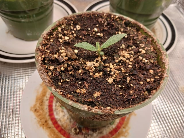Christmas Stash 🎄  — germination, day 17