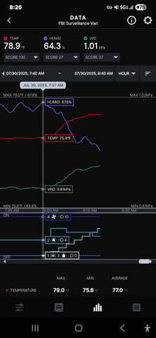 Purple Haze  — flower, day 66