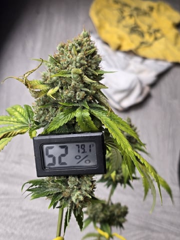 Bloody Mandarin Rainbow — flower, day 84
