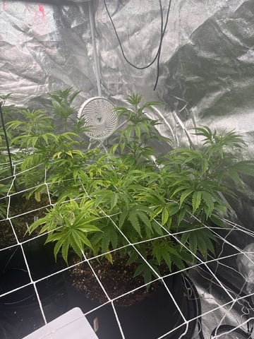 first indoor — vegetative, day 67