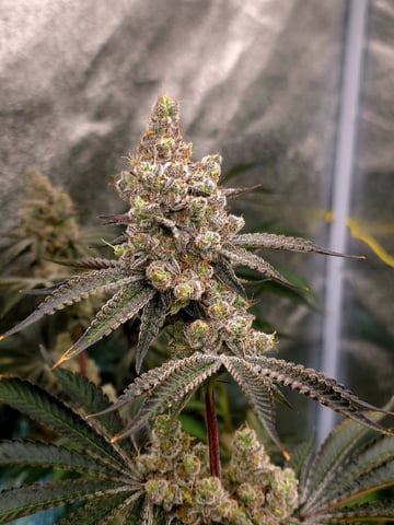 Hydroponic Photos — flower, day 78
