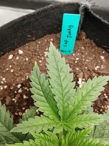 fruity pebbles, cap junky — vegetative, day 31