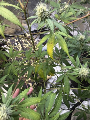 Humboldt, Hella Jelly. Jelly Donut  — flower, day 74