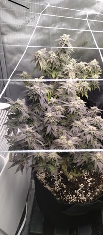Second Grow — flower, day 40