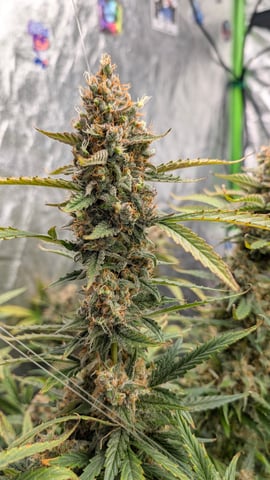 Strawberry Cheesecake Seedsman Seeds Autoflowers x2 — flower, day 100