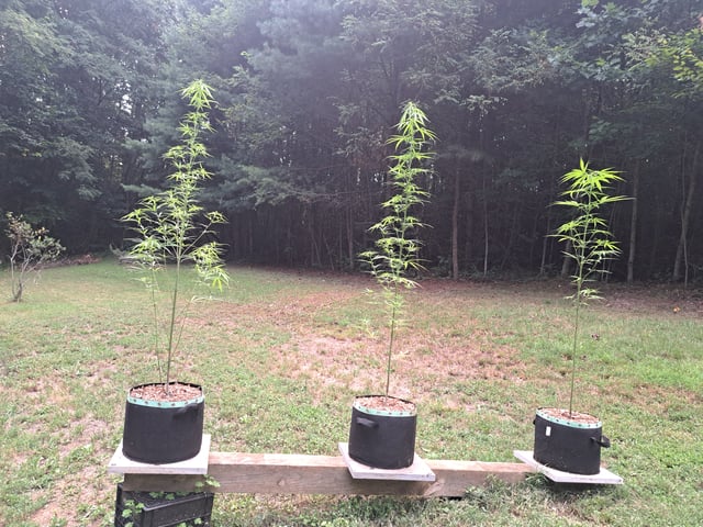 Bucket List Grow #2 — flower, day 79