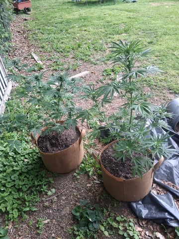 First Indoor Grow  — flower, day 78