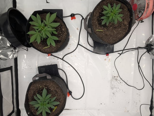 Grow #4 — vegetative, day 24