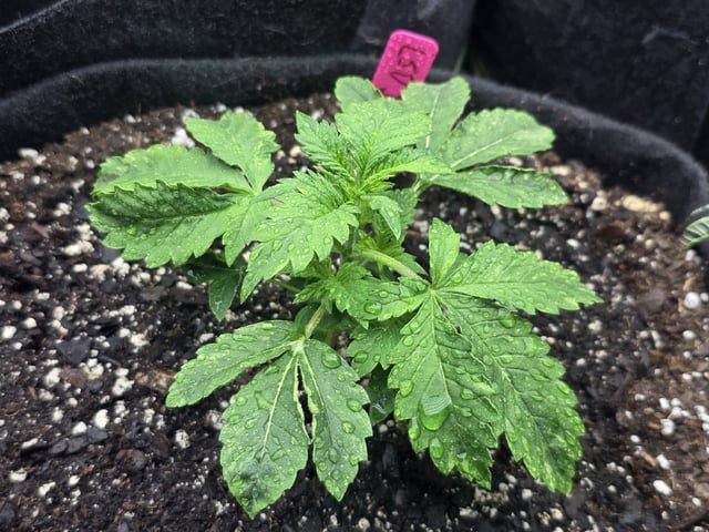 Autos AGAIN — vegetative, day 20