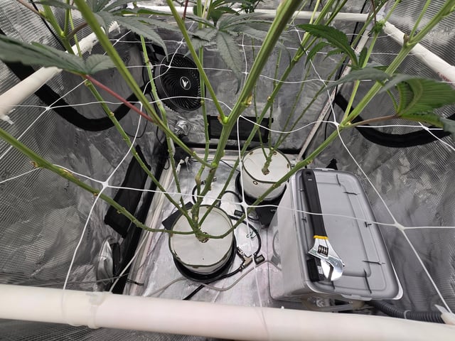 Grow 3 — flower, day 19