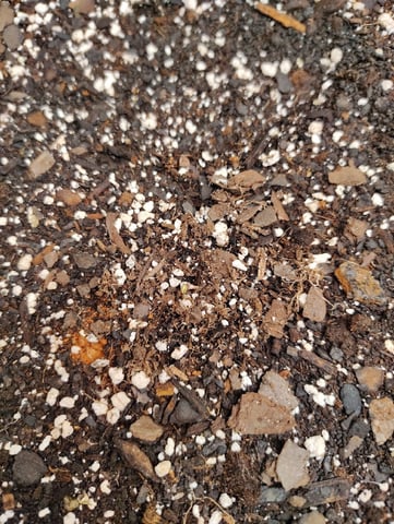 Beans For Days run — germination, day 1