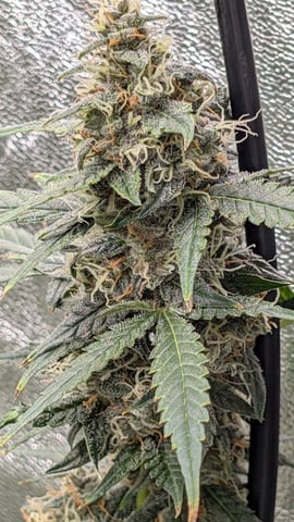 Strawberry Cheesecake Seedsman Seeds Autoflowers x2 — flower, day 79