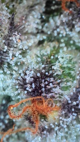 Oceanz 16 — flower, day 161