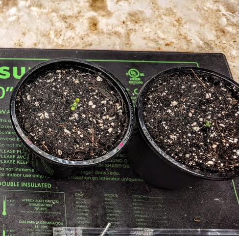 SGC & GWS — grow_setup, day 1