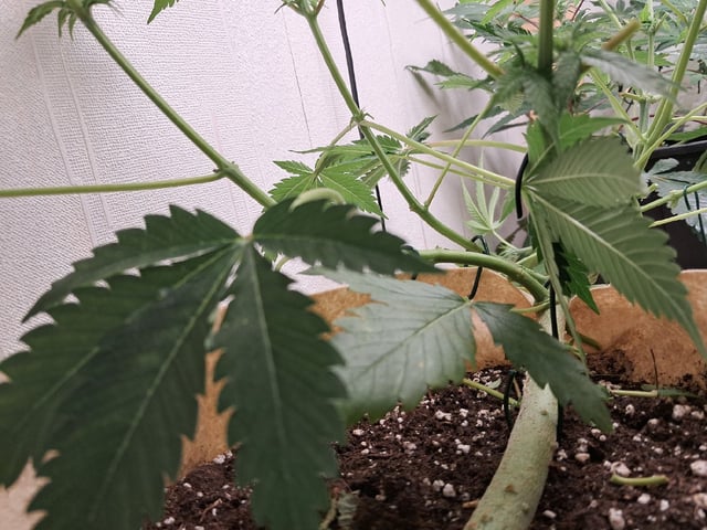 Gugugaga — flower, day 38