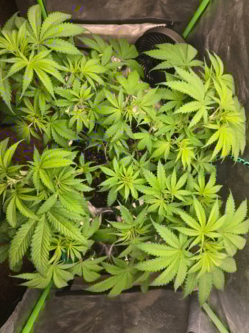 First grow — vegetative, day 46