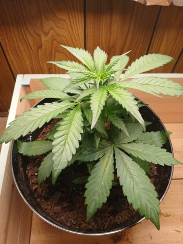 strawberry safari v2 auto fem — vegetative, day 15