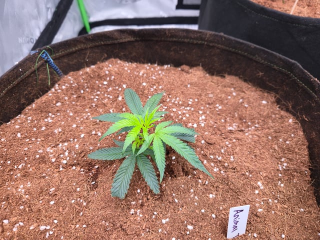 let's have fun  — grow_setup, day 1