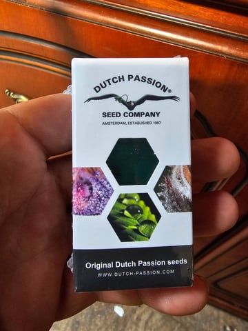 strawberry soda — grow_setup, day 1