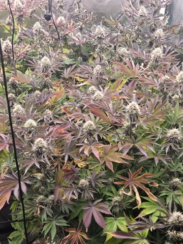 Relentless Genetics Trop Cherry S1 — flower, day 63