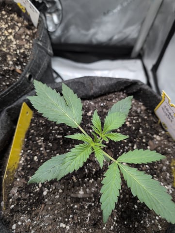 memphisto 3 bears OG, ethos high note r1 — vegetative, day 15