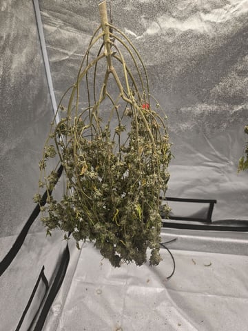 Mandarin Skywalker Crasher — harvest, day 132