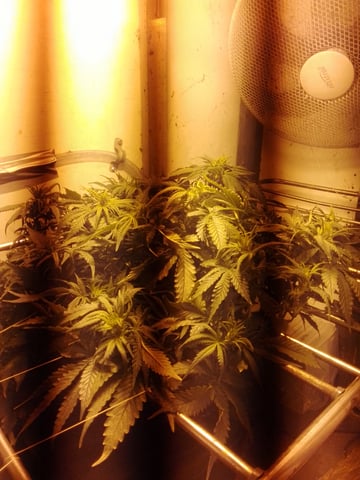 If it's Loose it's got to be a Unicorn.. — flower, day 31