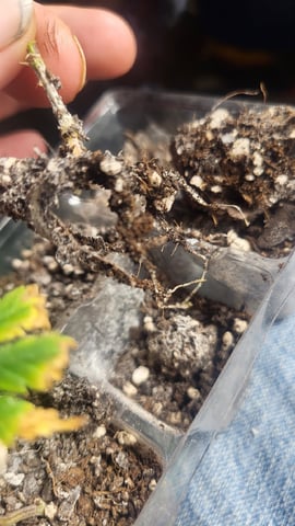 2x2x4 — vegetative, day 41