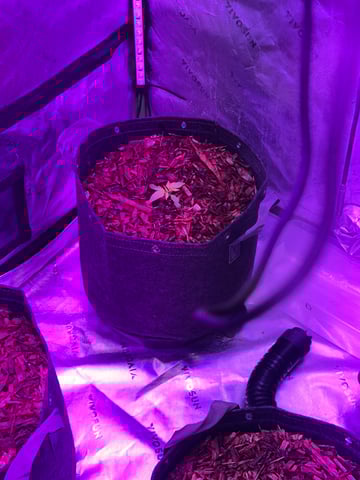 Late summer auto 2025 — vegetative, day 16