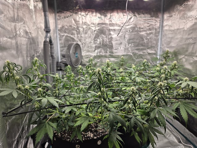 3rd Grow 3x3 tent — flower, day 51