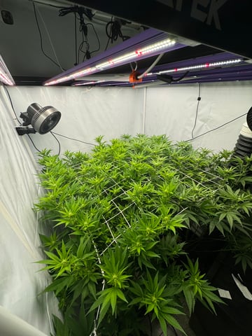 Permanent Marker, Gary Payton — flower, day 18