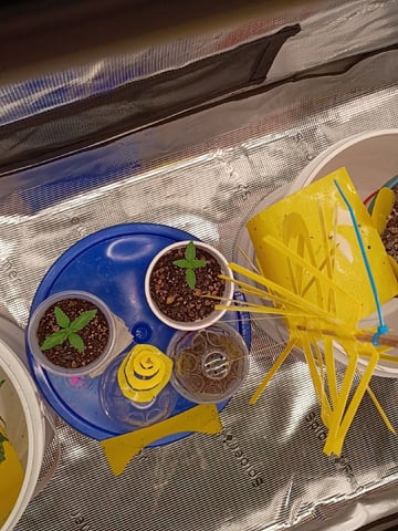 TentPlantLightFan — vegetative, day 32