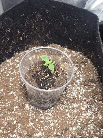 Indoor — germination, day 8
