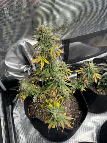 SSH and BD — harvest, day 69