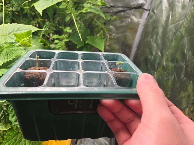 Fastbuds Autoflower Run — seedling_rooting, day 6