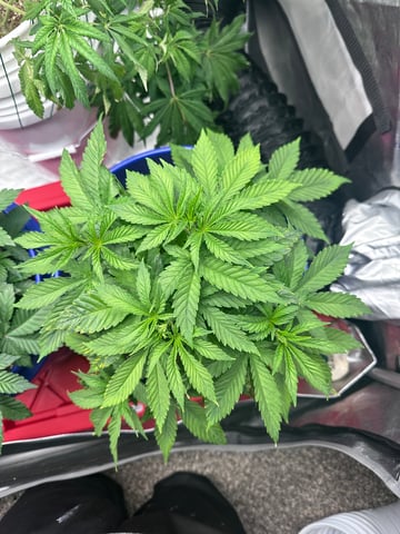 Grow#2 — vegetative, day 25