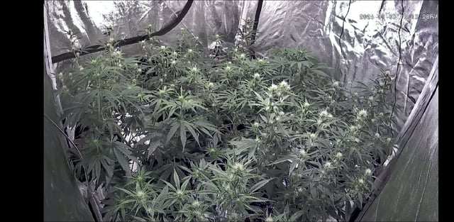 3rd Auto Grow — flower, day 64