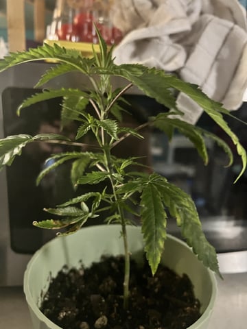 Veg And Auto-Bloom Room