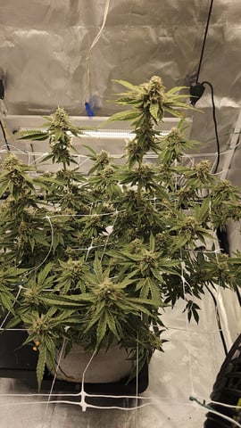 Jelousy Fast(Photo) & Ultra Voilet (Auto) — flower, day 58