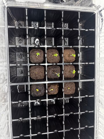 PKB remix/PotG — seedling_rooting, day 21