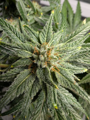 Black African Magic feminization  — flower, day 56