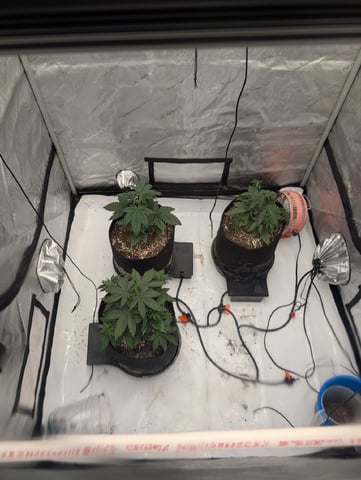 Guava, Guava, Gelato 